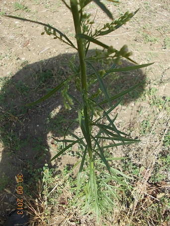 Artemisia ? - Erigeron canadensis